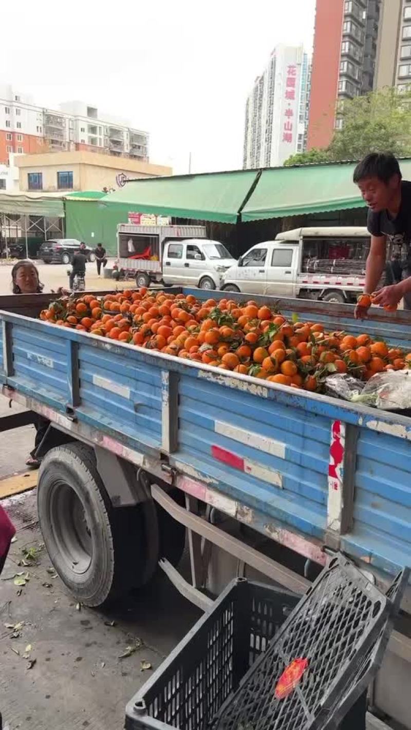 西瓜，桃子，荔枝，李子，葡萄，冬枣，蜜桔