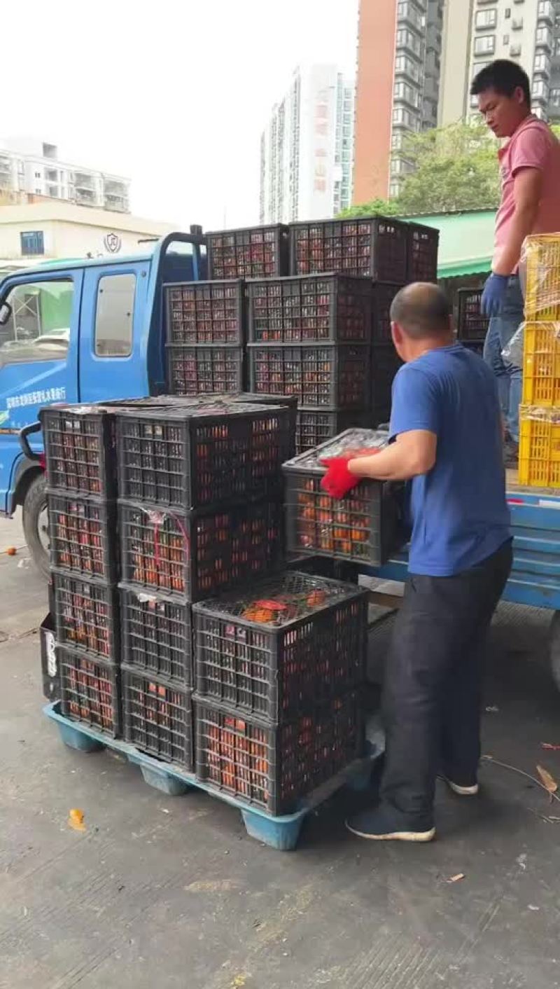 西瓜，桃子，荔枝，李子，葡萄，冬枣，蜜桔