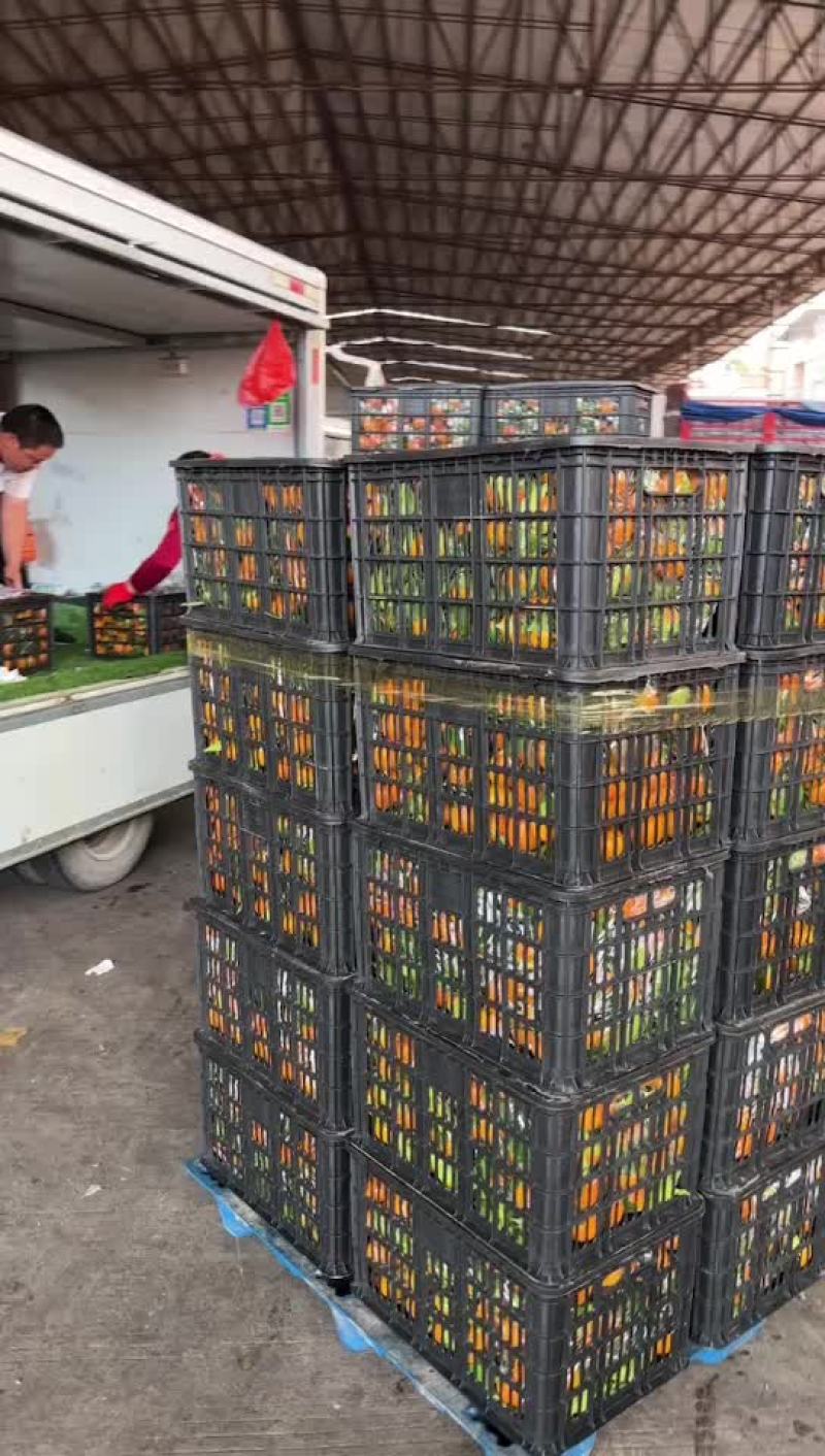 西瓜，桃子，荔枝，李子，葡萄，冬枣，蜜桔