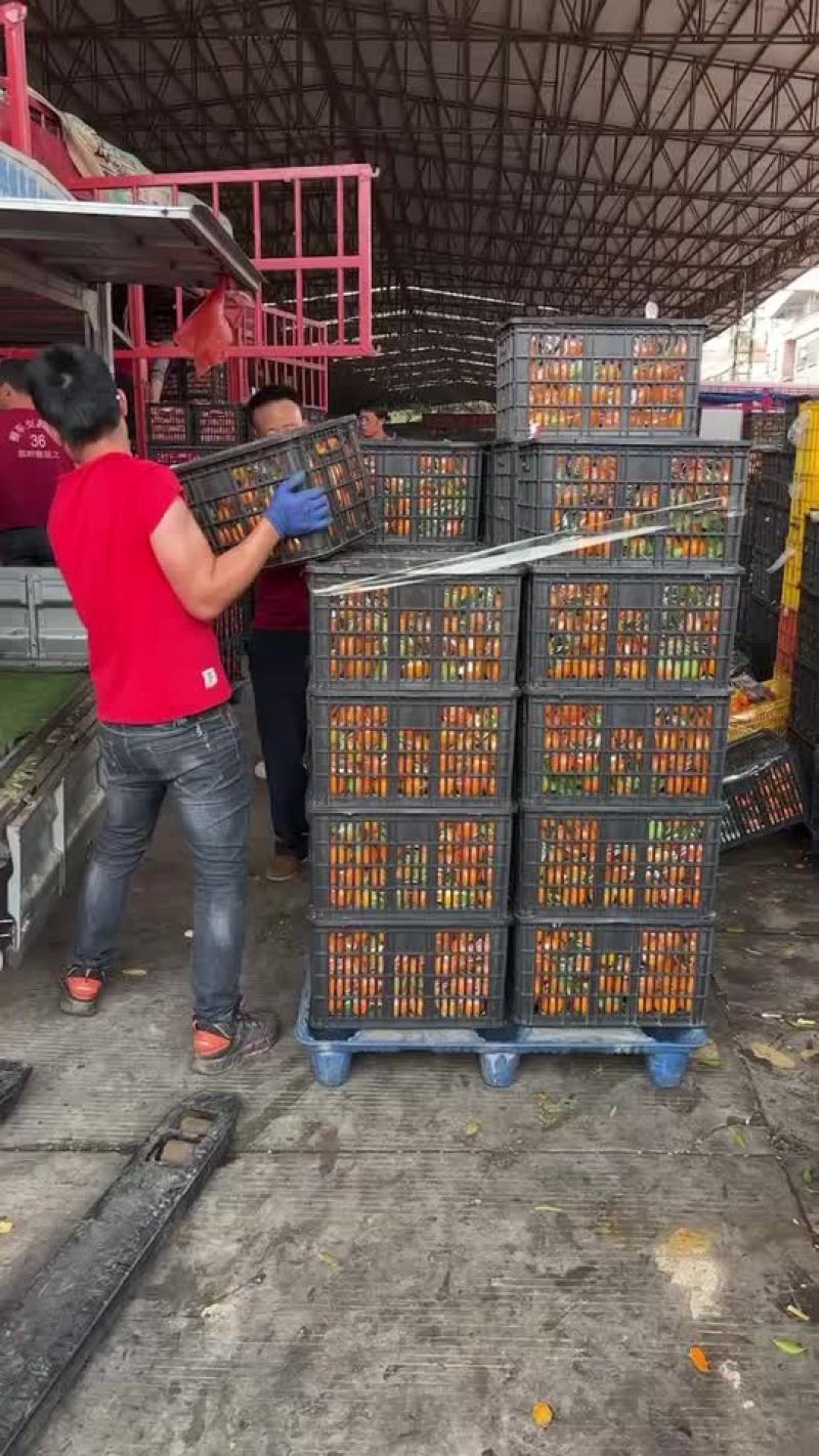 西瓜，桃子，荔枝，李子，葡萄，冬枣，蜜桔