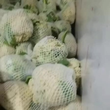 散花基地种植，支持各种规格包装，冷库上车