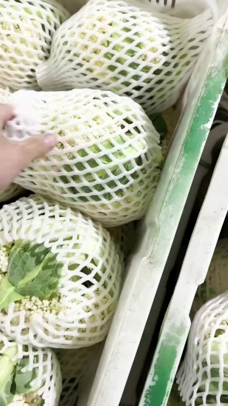 散花基地种植，支持各种规格包装，冷库上车
