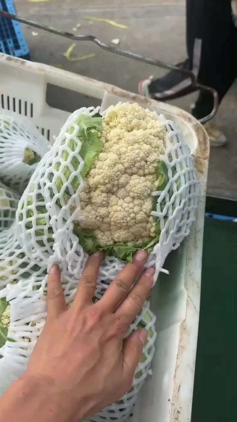 散花基地种植，支持各种规格包装，冷库上车
