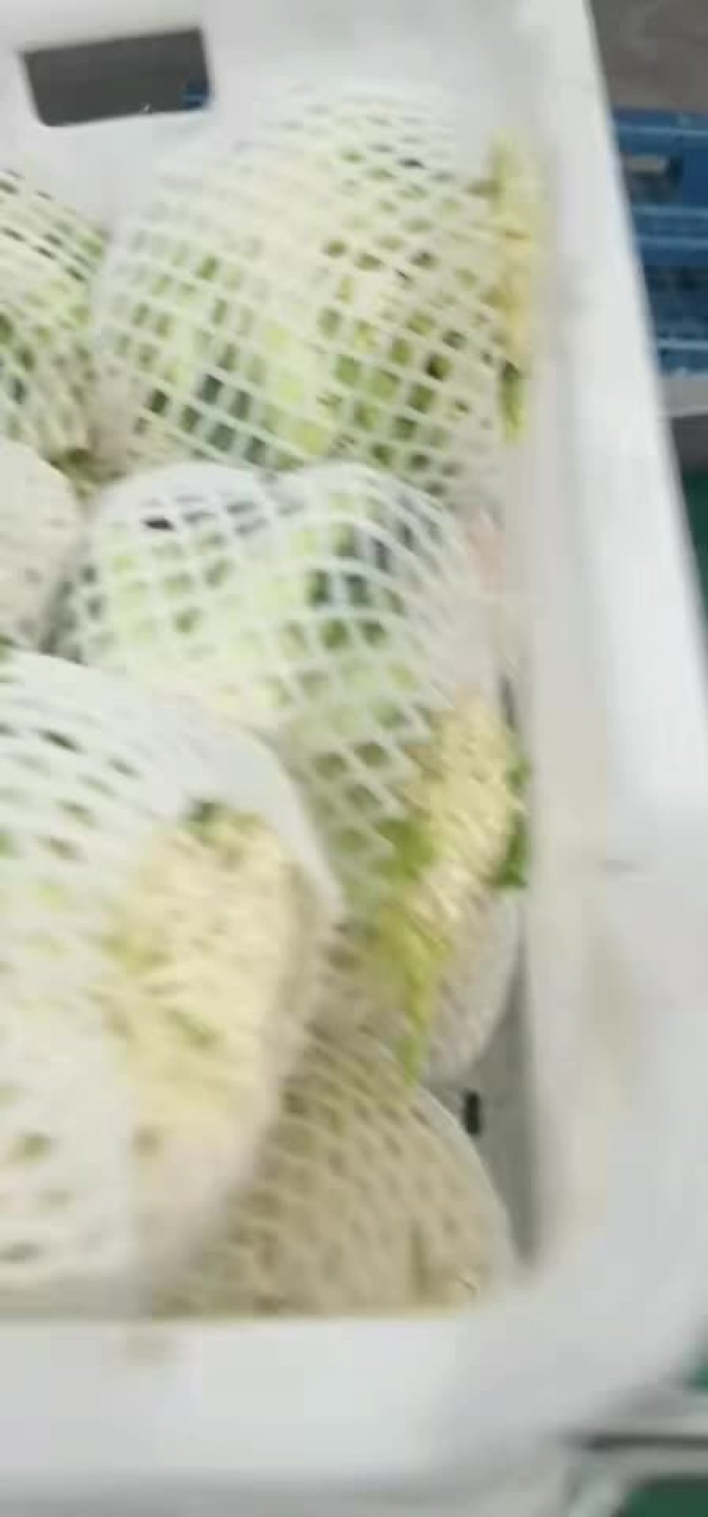 散花基地种植，支持各种规格包装，冷库上车