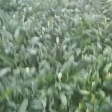 山西临汾菠菜