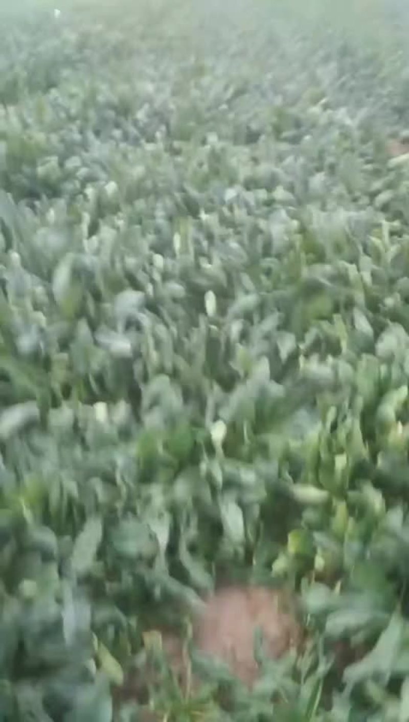 山西临汾菠菜