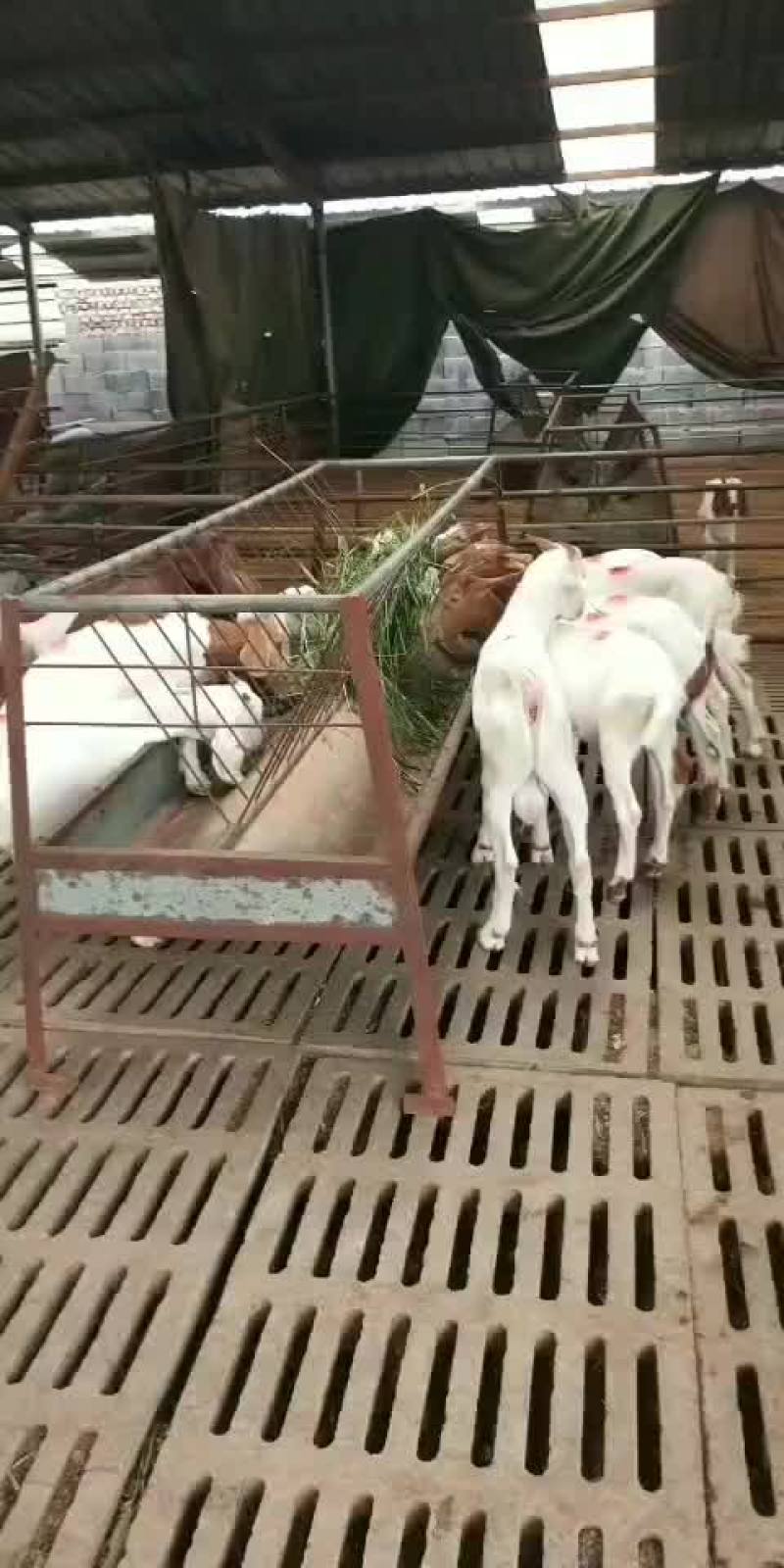 波尔山羊，买十送一，包运输，担保成活，有需要的联系我。