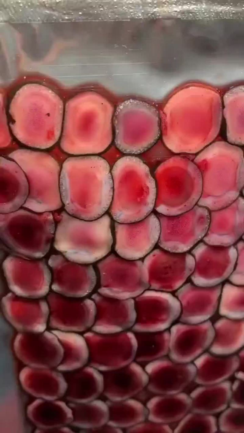 鹿茸片