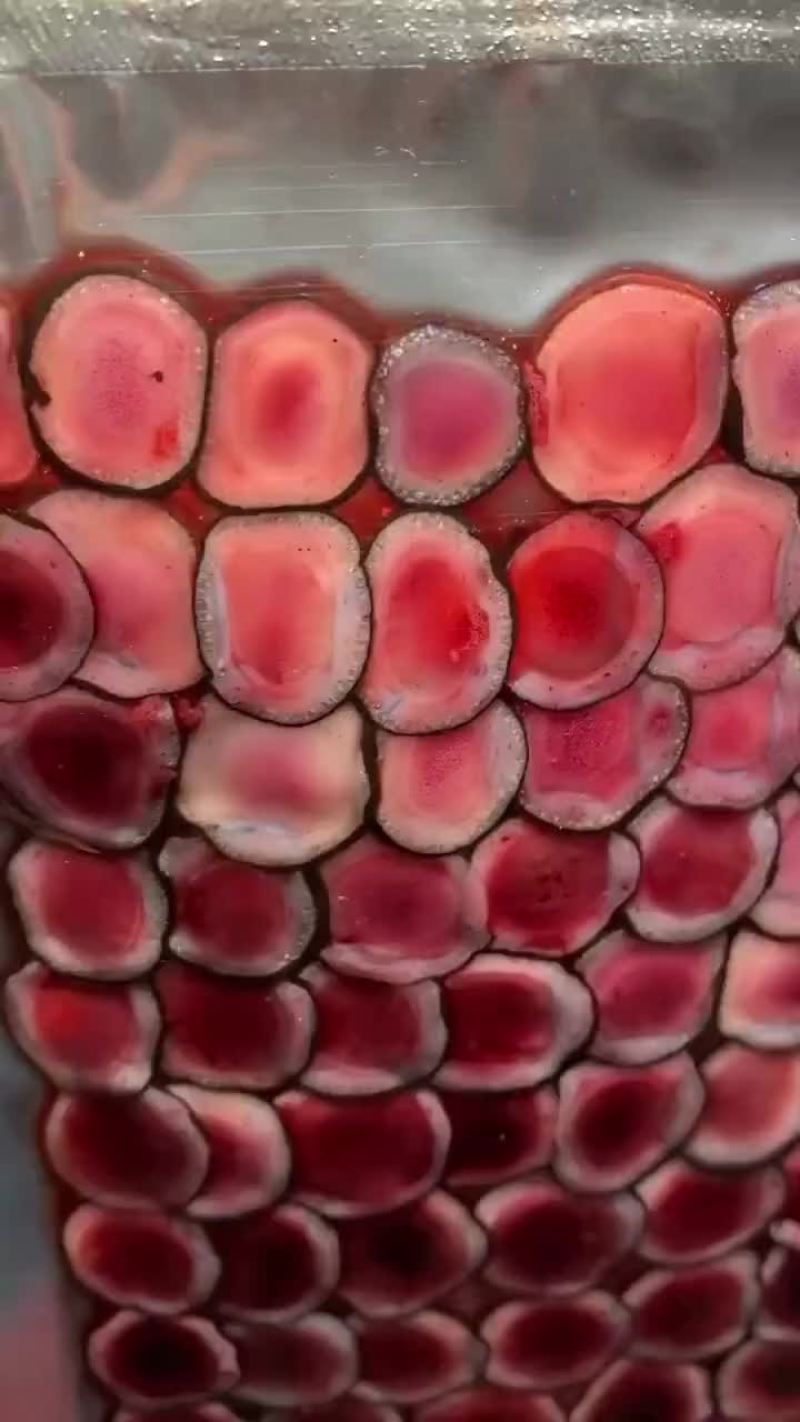 鹿茸片