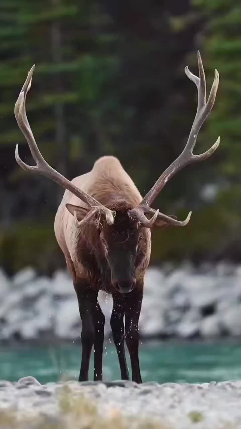 鹿茸片