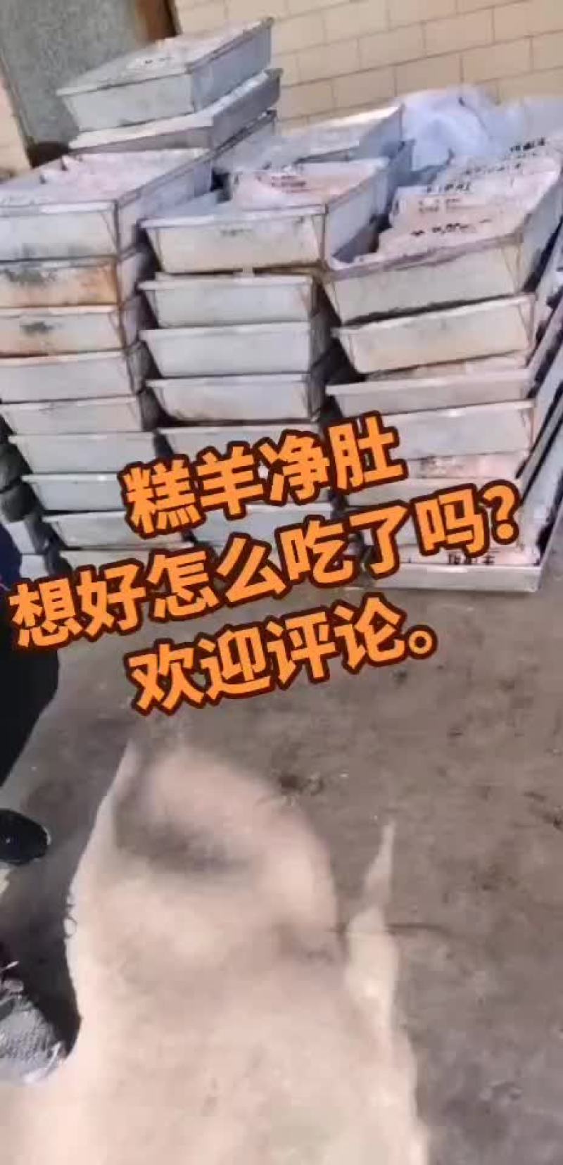 羊净肚
