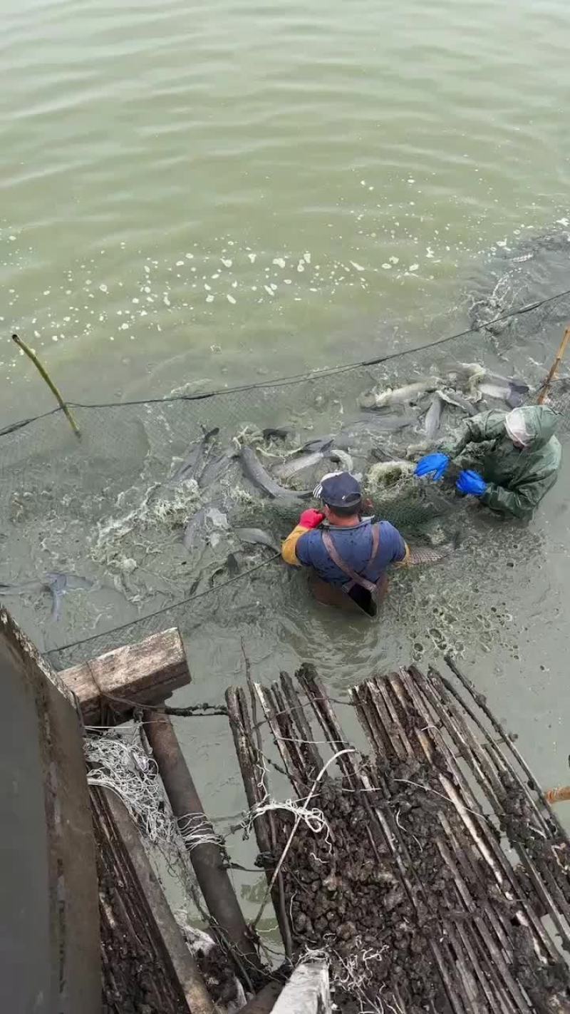 太阳鱼
