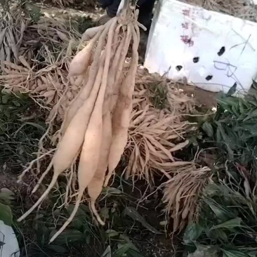 百部苗