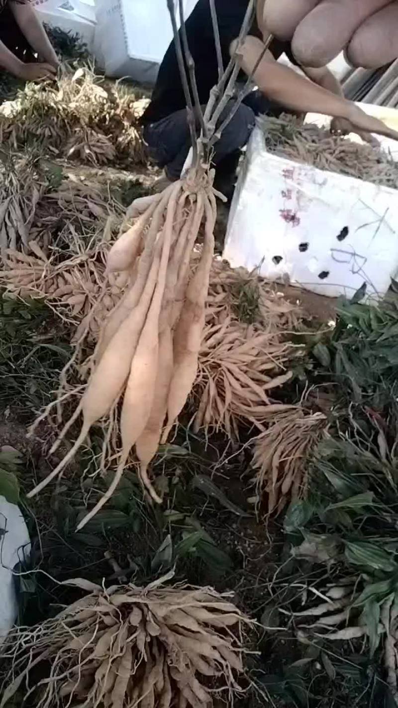 百部苗