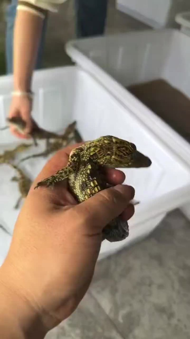 3040泰鳄苗