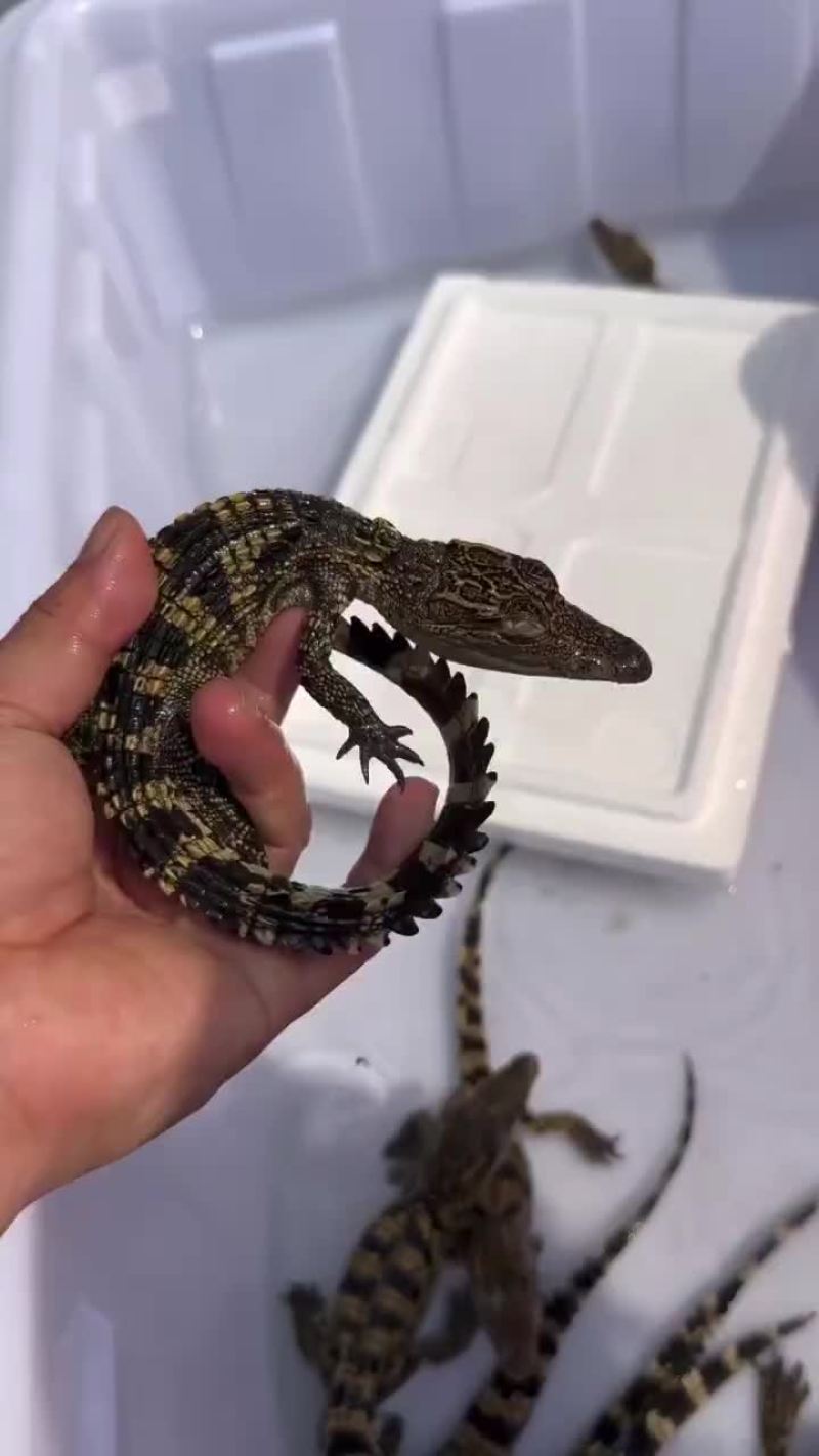 3040泰鳄苗