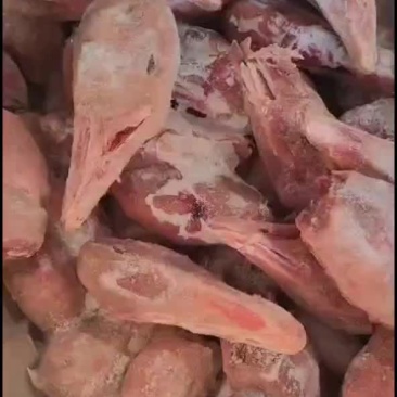 带舌仔鹅头