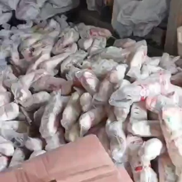 白条鸭