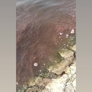淡水轮虫