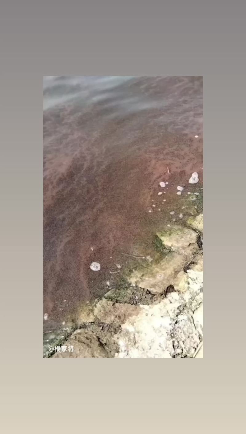 淡水轮虫