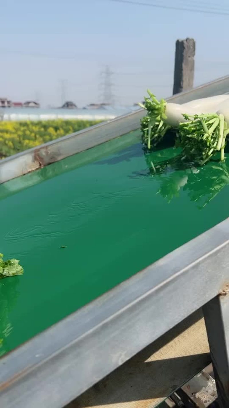 精品白萝卜大量上市价格优惠