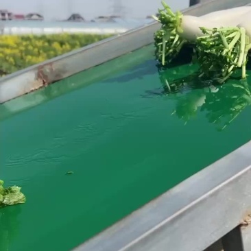精品白萝卜大量上市价格优惠