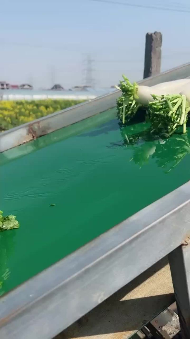 精品白萝卜大量上市价格优惠