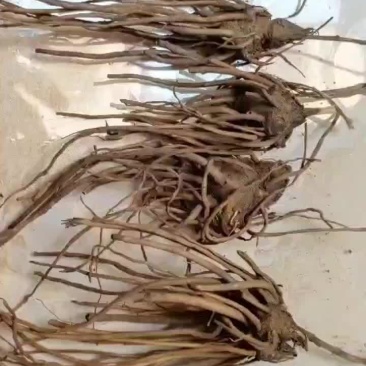 纯野生根移栽苍术种籽