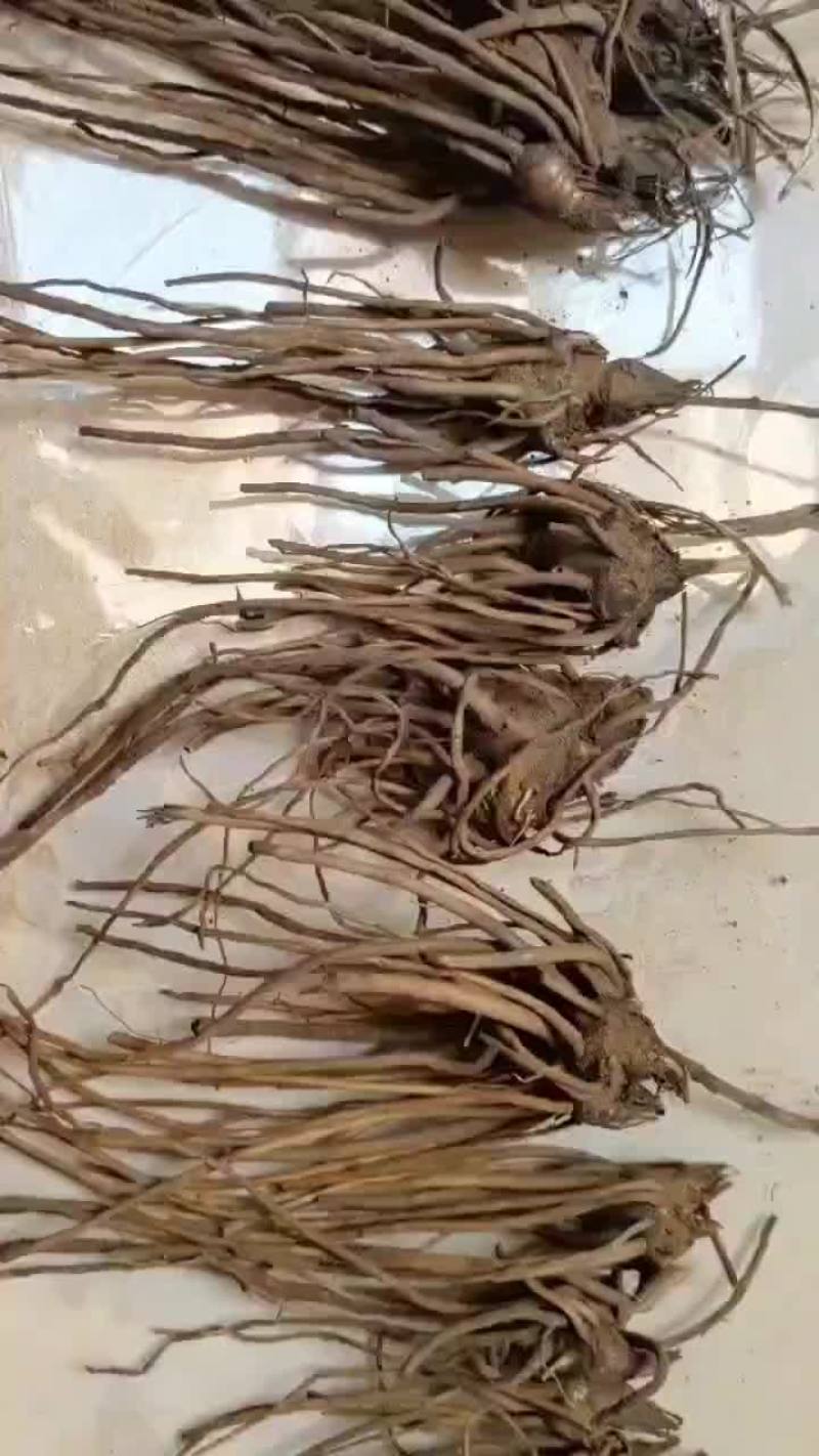 纯野生根移栽苍术种籽