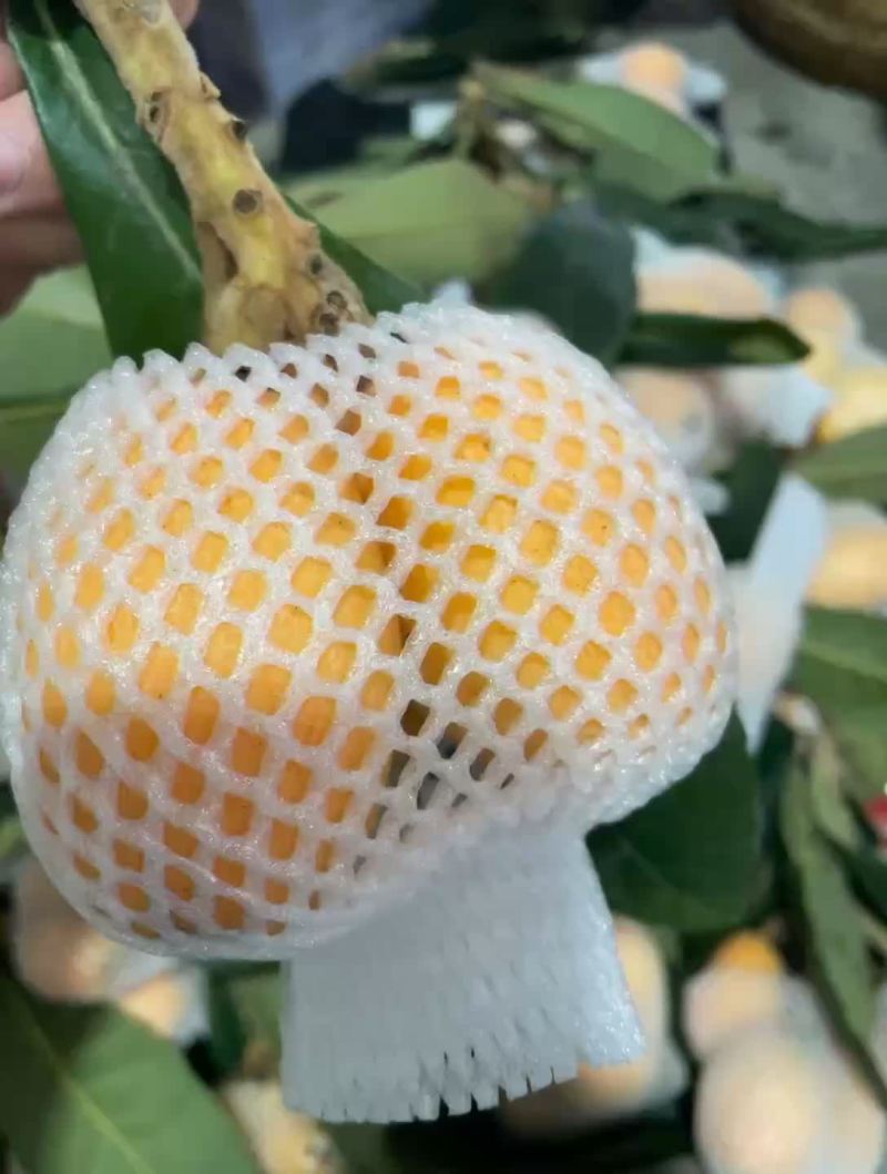 云霄枇杷