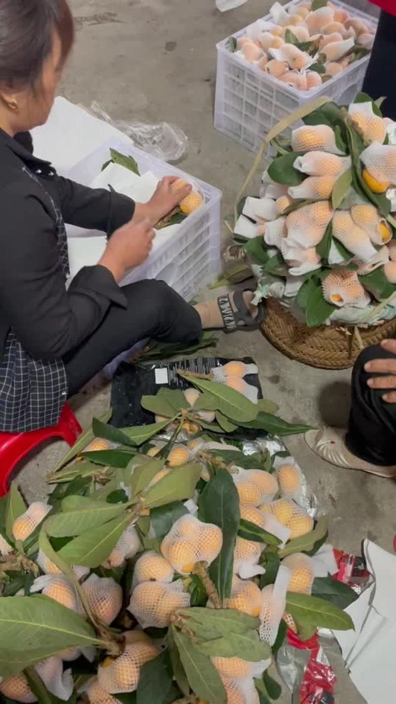 云霄枇杷