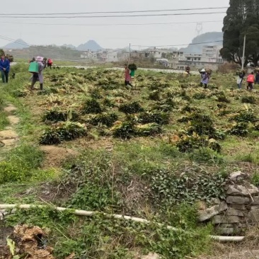 贵州本地莴苣上市没有空心开花