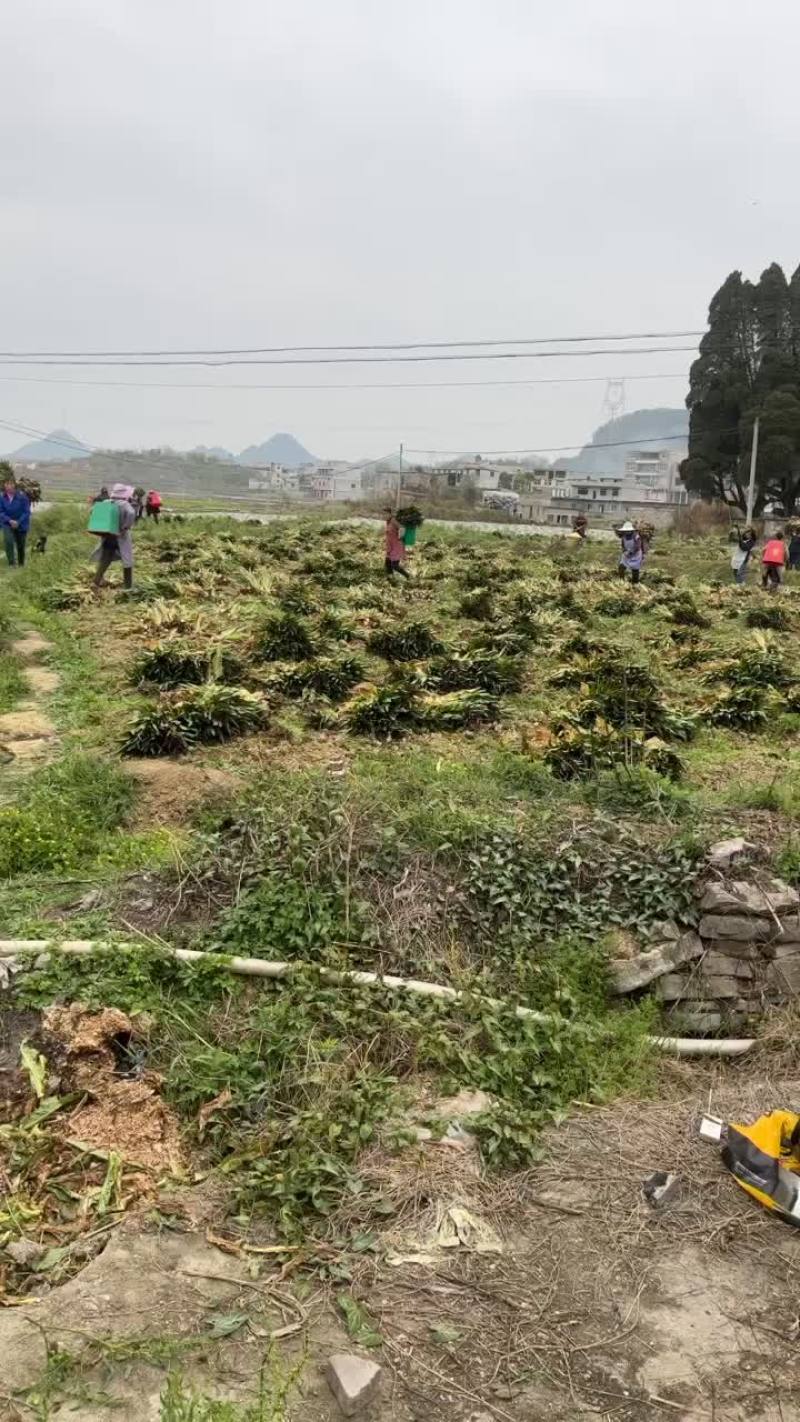 贵州本地莴苣上市没有空心开花