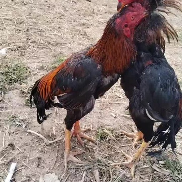 河南商丘战斗鸡可视频看货，代发全国