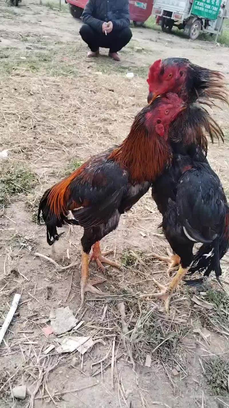 河南商丘战斗鸡可视频看货，代发全国