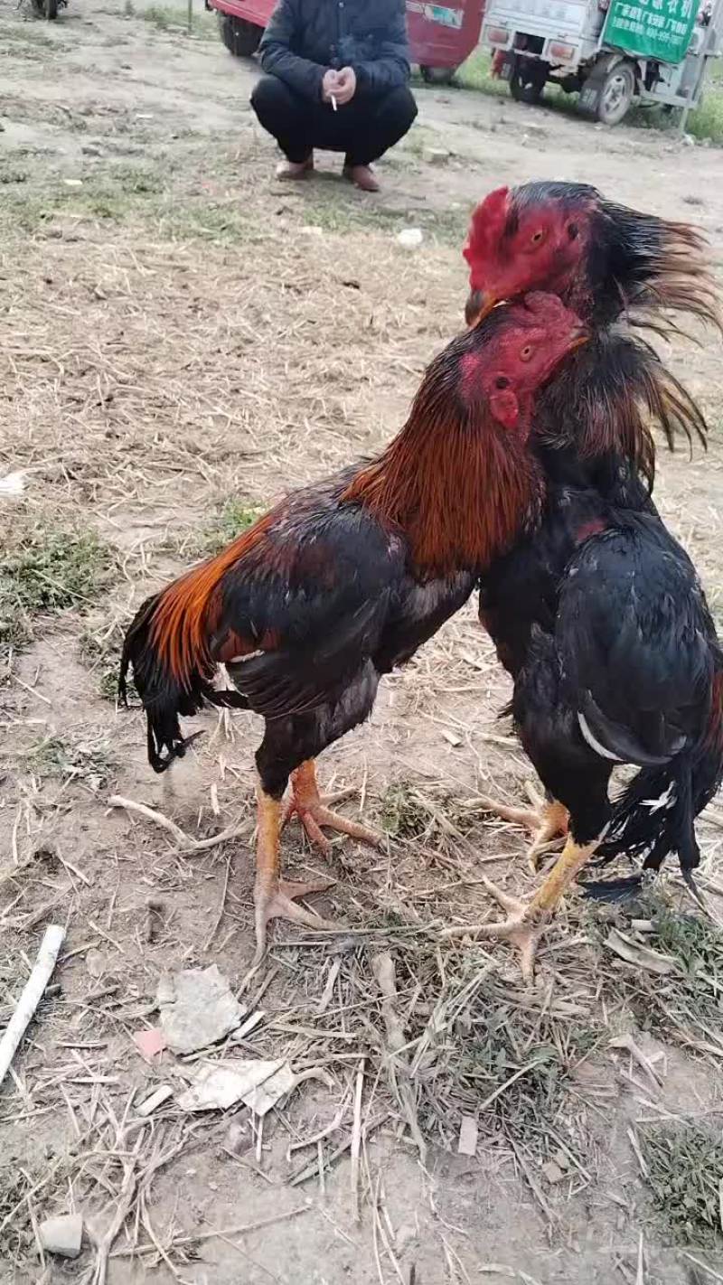 河南商丘战斗鸡可视频看货，代发全国