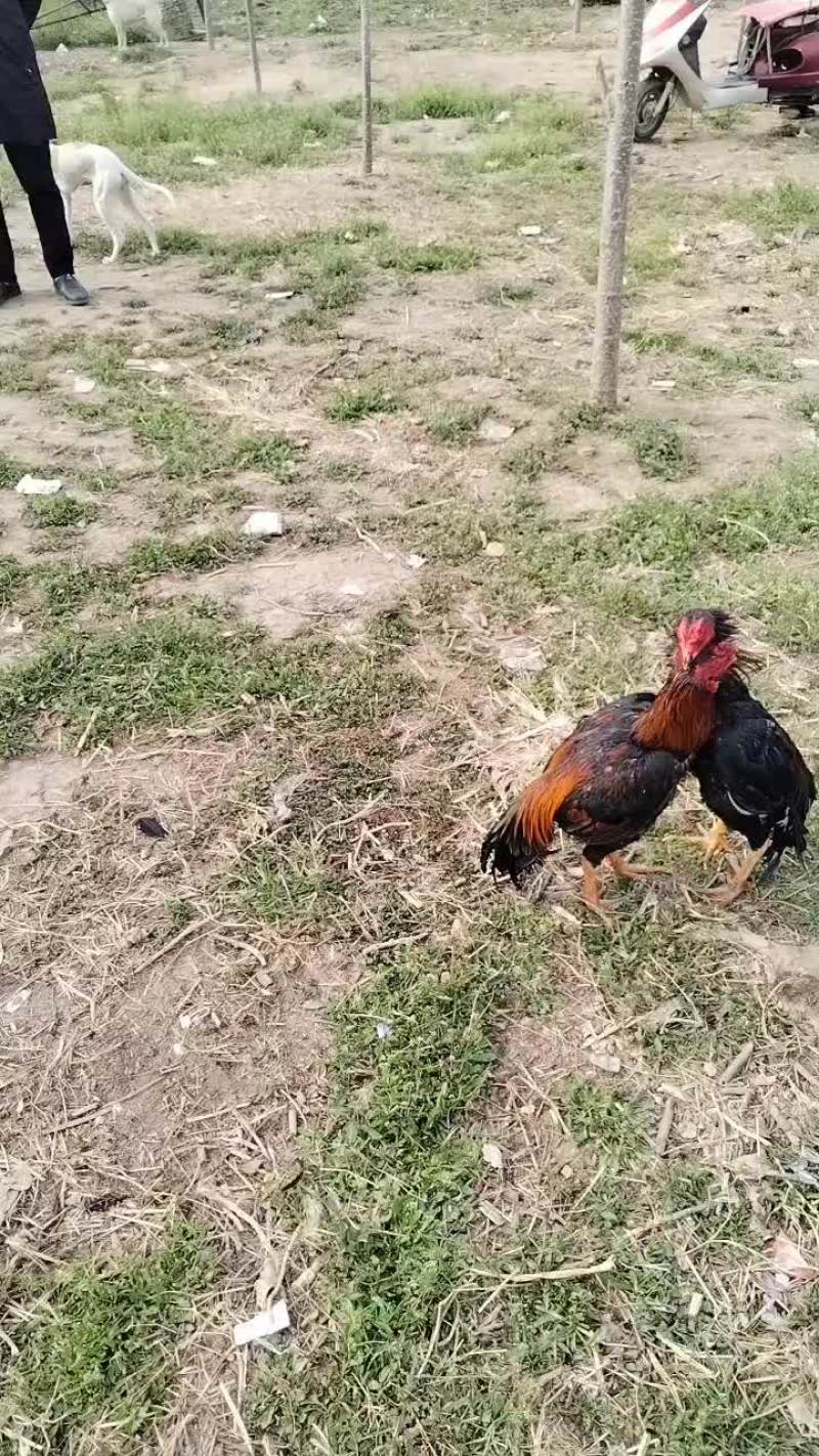 河南商丘战斗鸡可视频看货，代发全国