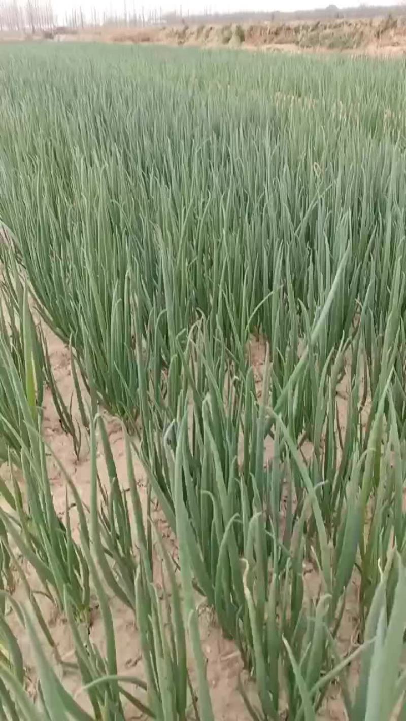 葱苗