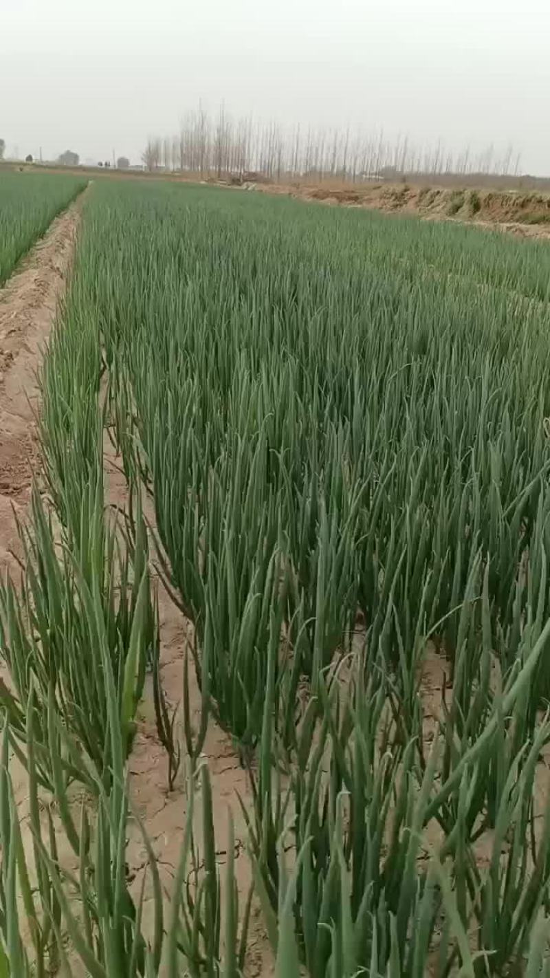 葱苗