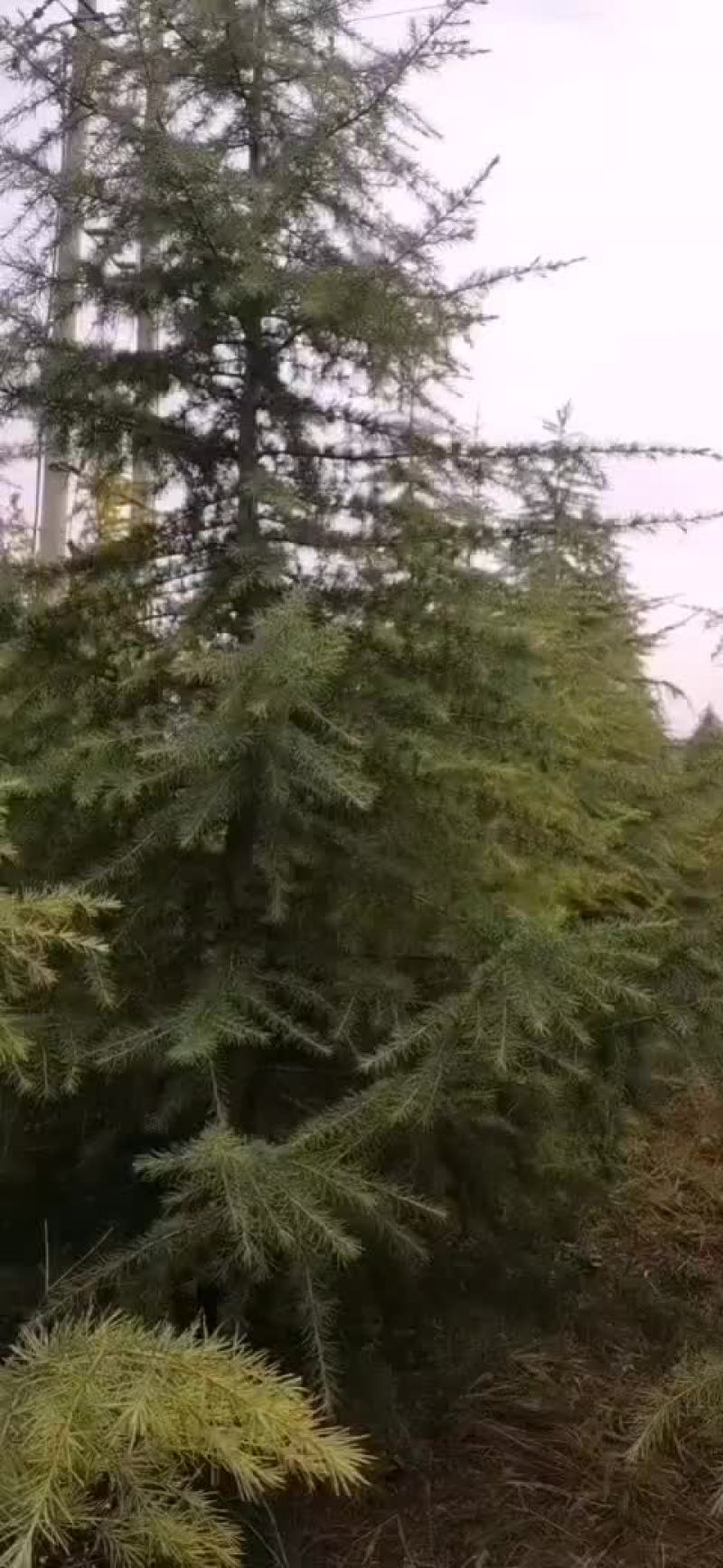 雪松