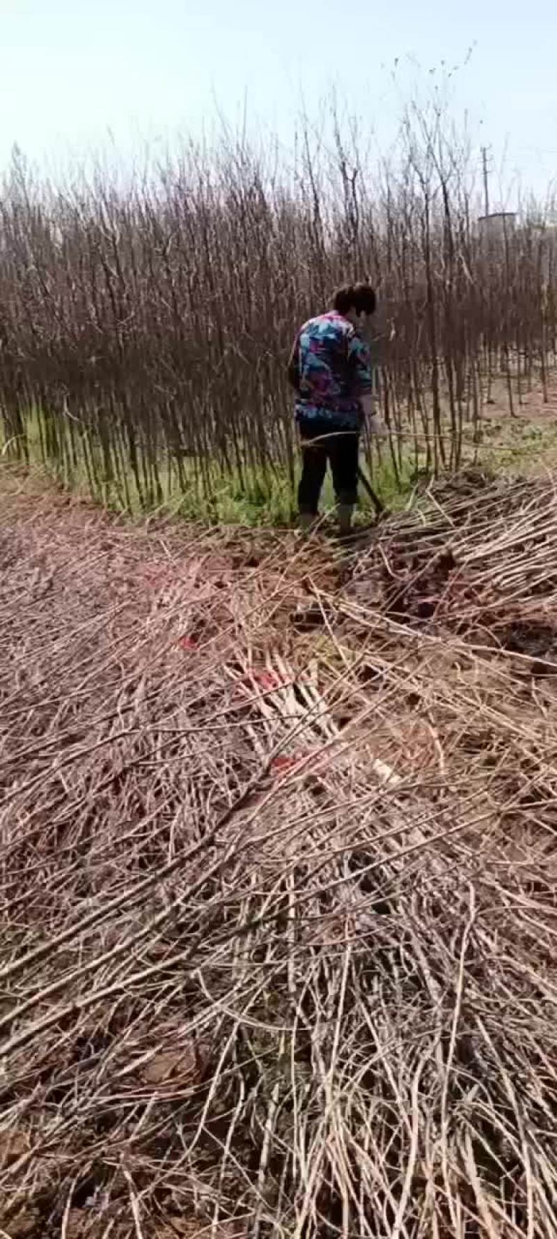 乌桕