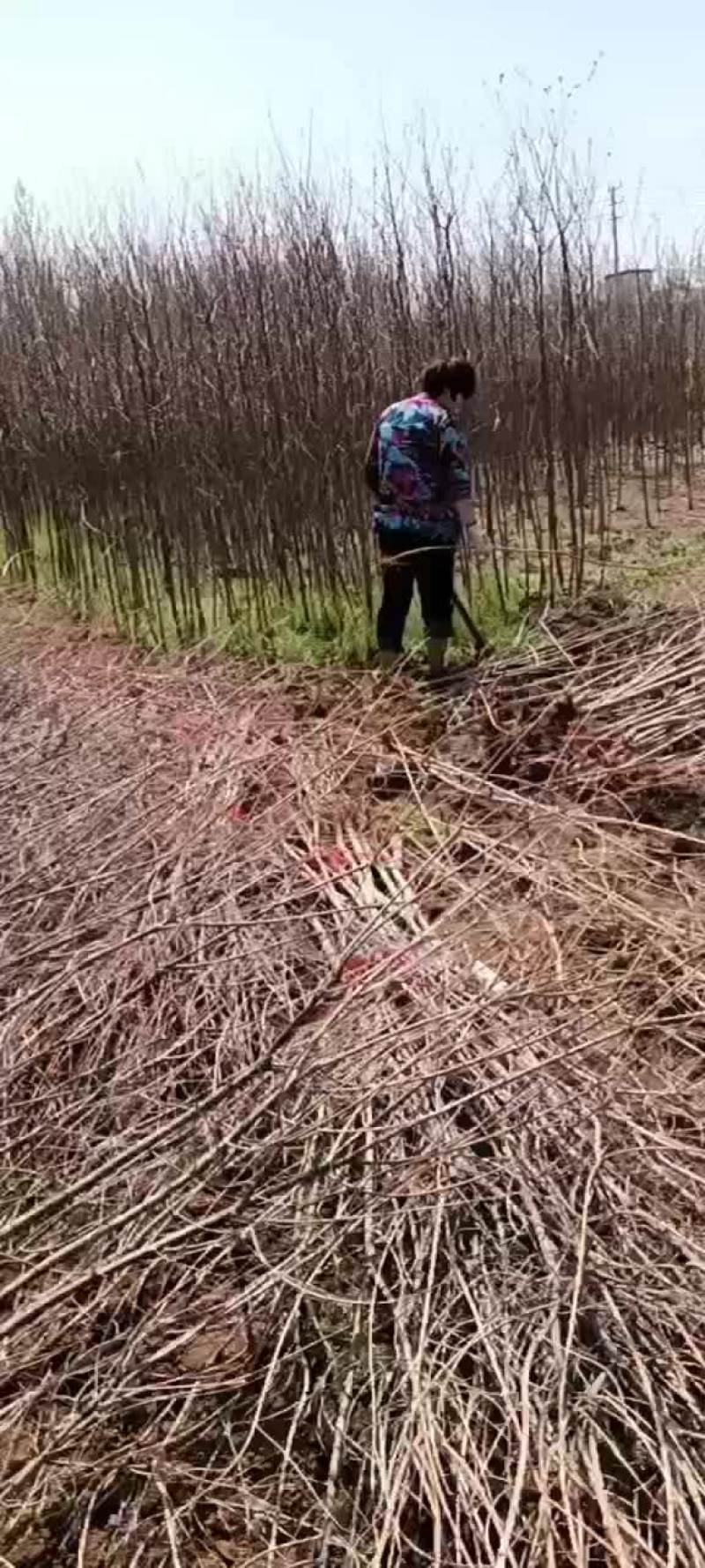 乌桕