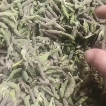 ，大量现货