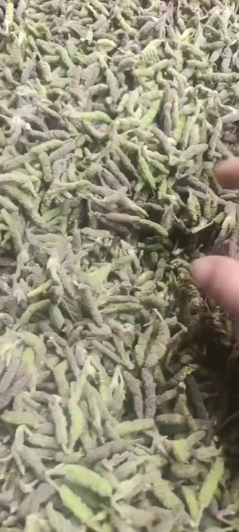，大量现货
