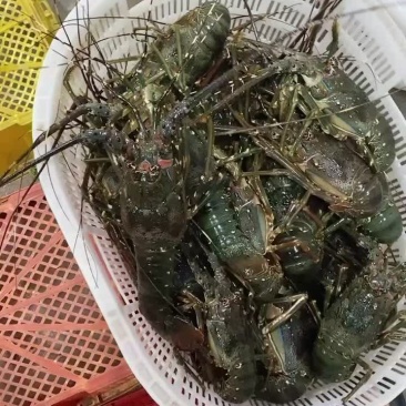 大青