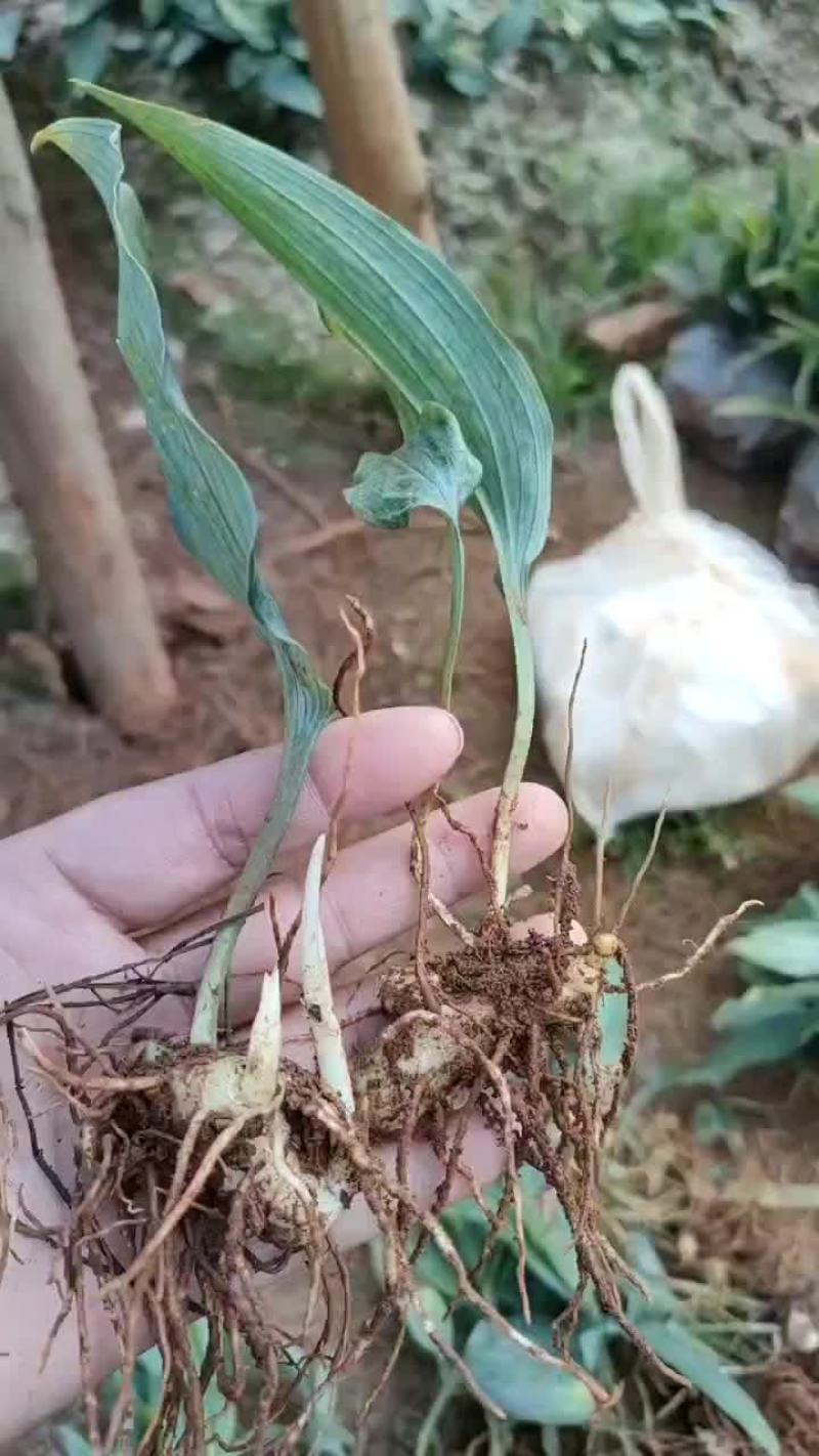 云南不倒苗黄精苗