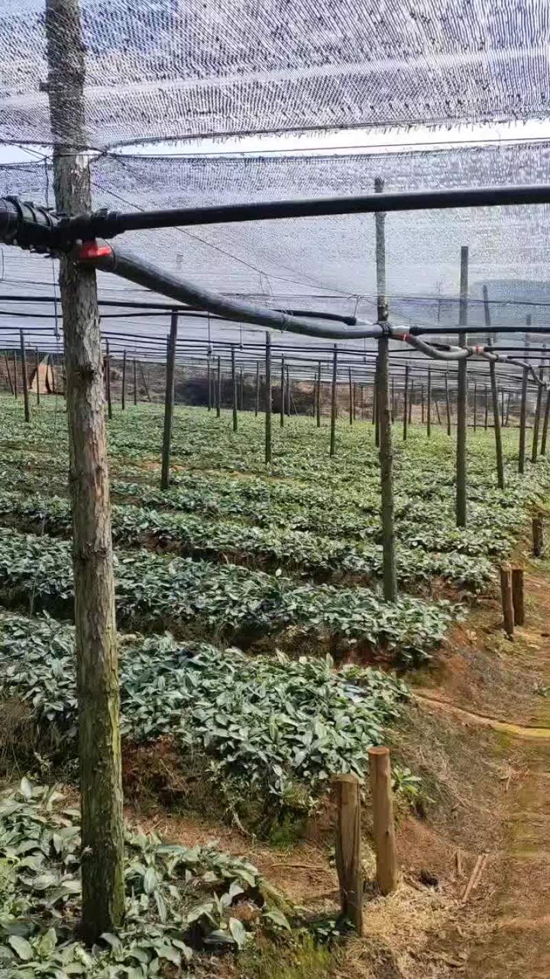 云南不倒苗黄精苗