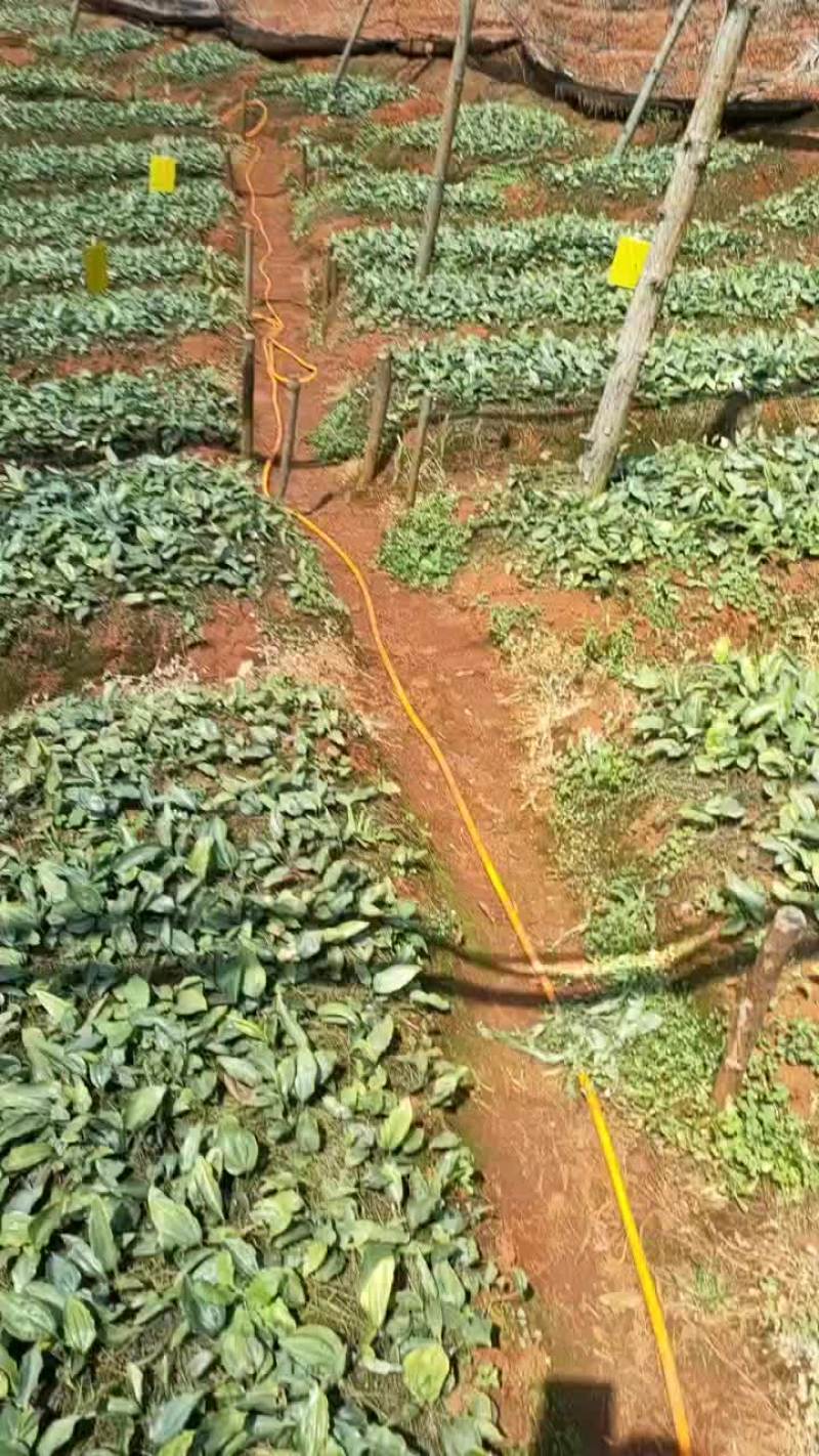 云南不倒苗黄精苗