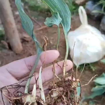 云南不倒苗黄精苗