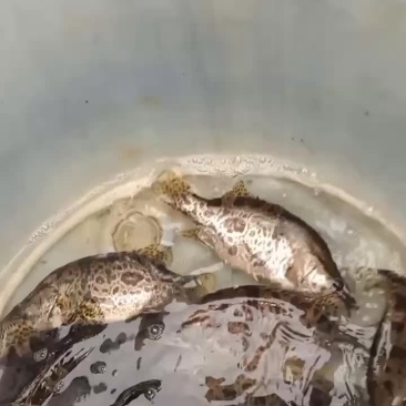 淡水桂鱼